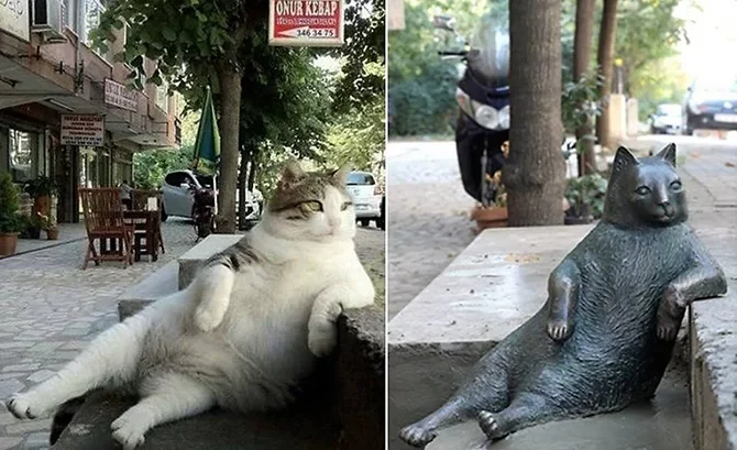 İstanbul’un sokak kedisi Tombili dünyaca ünlü oldu