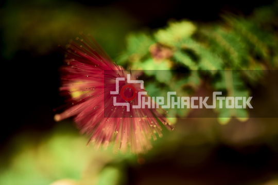 Calliandra tergemina