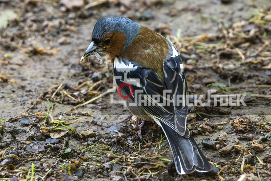 Common chaffinch