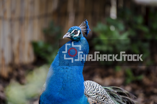Peacock - Pavo cristatus