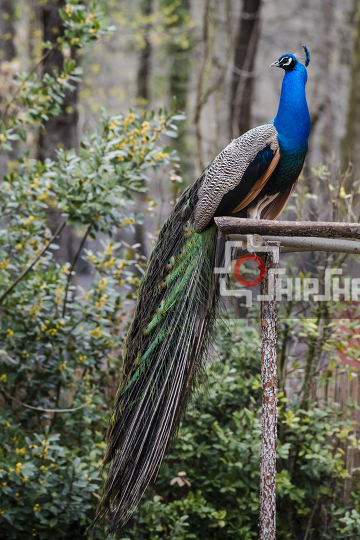 Peacock - Pavo cristatus