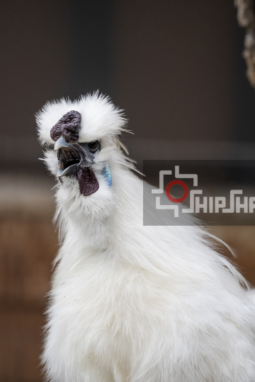 Silkie Chicken