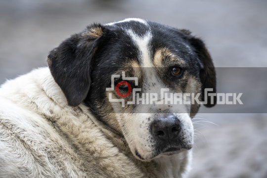 Close-up of alley dog