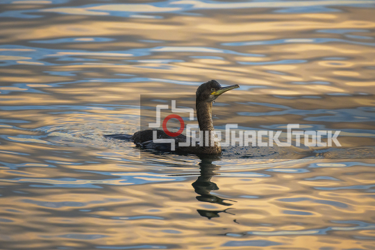 Cormorant is hunting