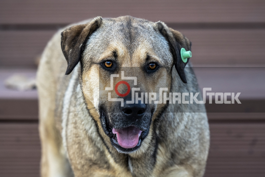 Close-up of alley dog