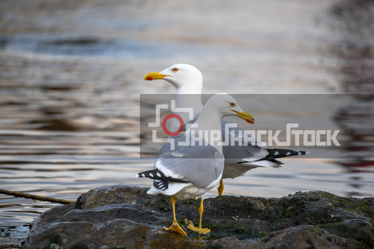 Close-up at Seagulls