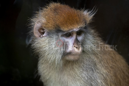 Close up at chimpanzee
