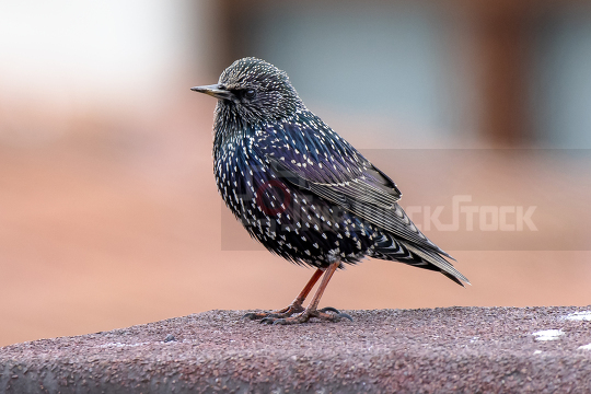 Close up at starling