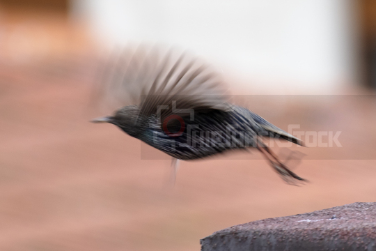 Close up of flying starling