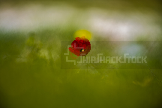 Poppy flower