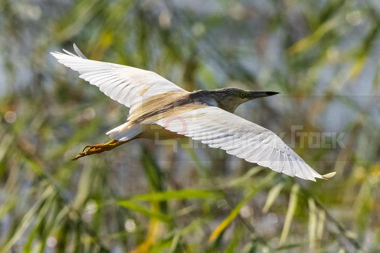 The Indian Pond Heron