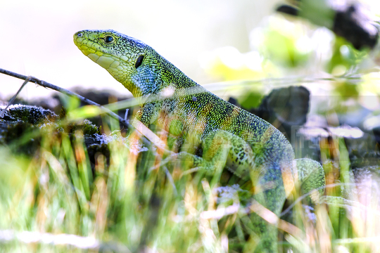 European green lizard