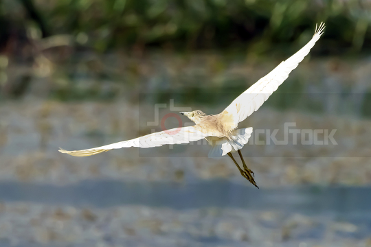The Indian Pond Heron