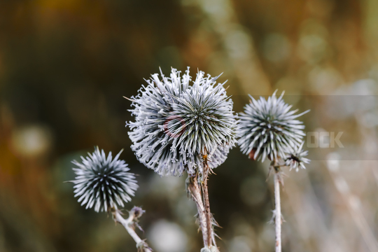 Close-up at Echinops