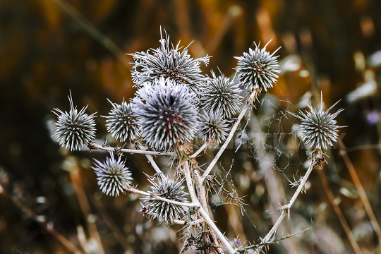 Close-up at Echinops