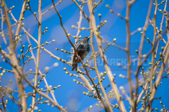 Close up at Starling