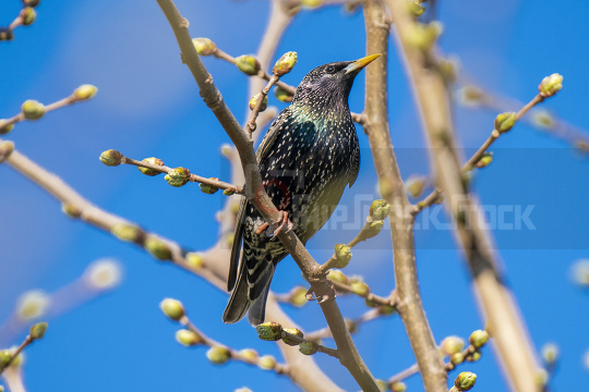 Close up at starling