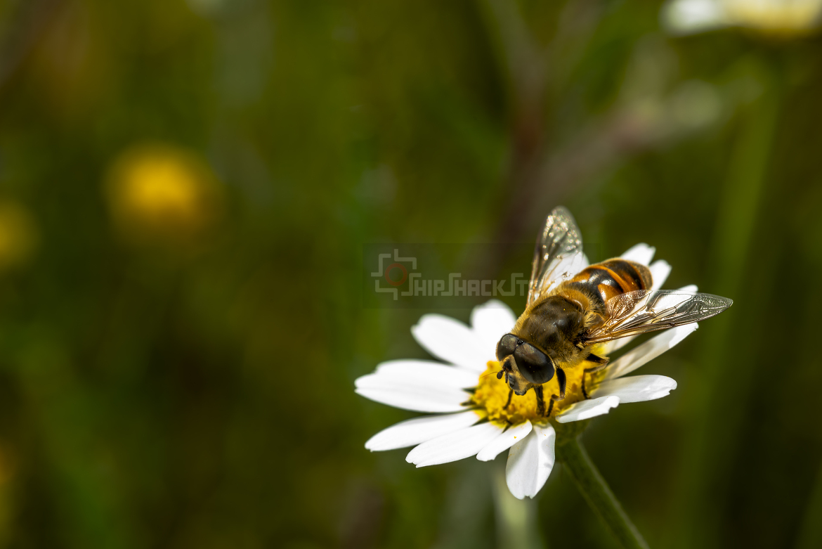 Honey bee collecting pollen