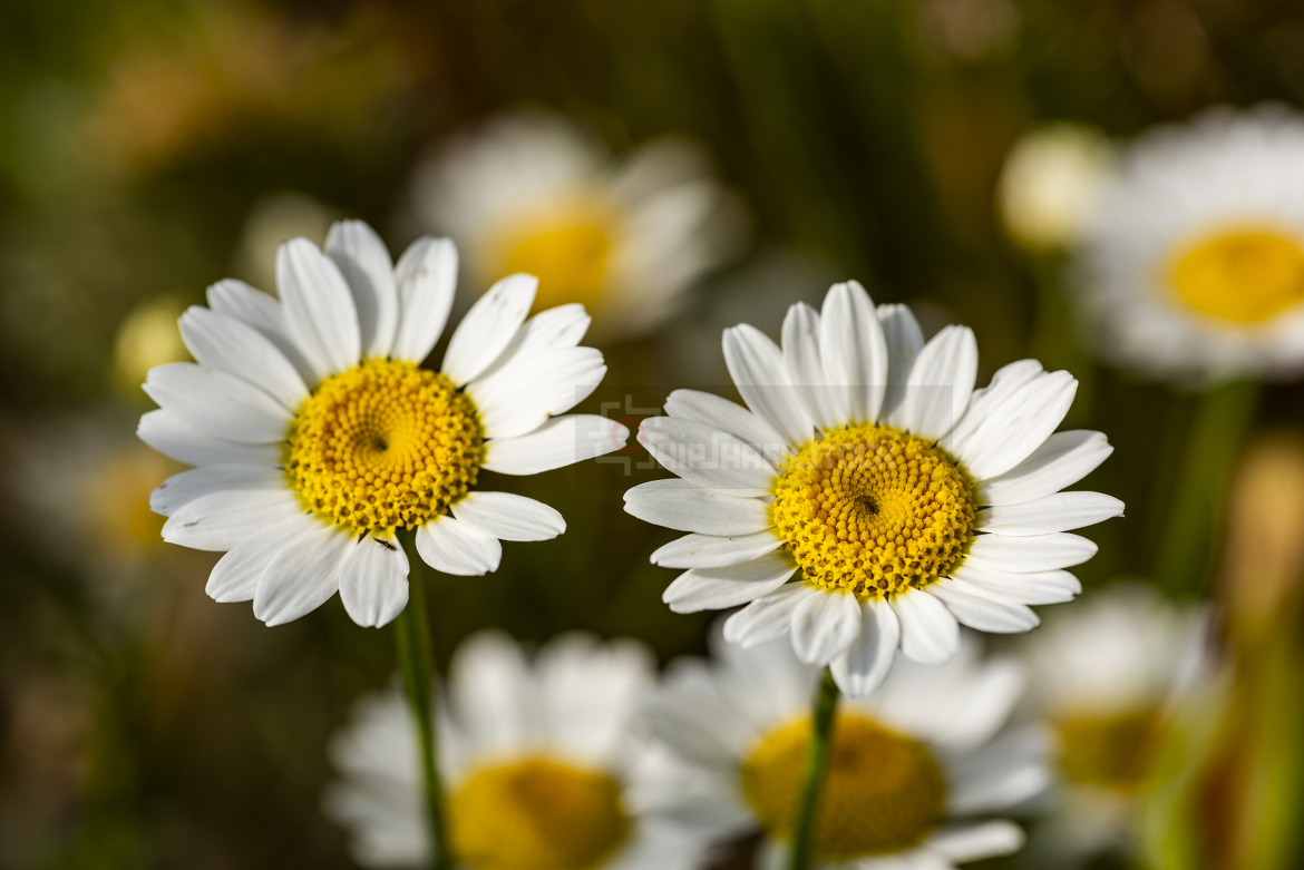 Close-up at daisies