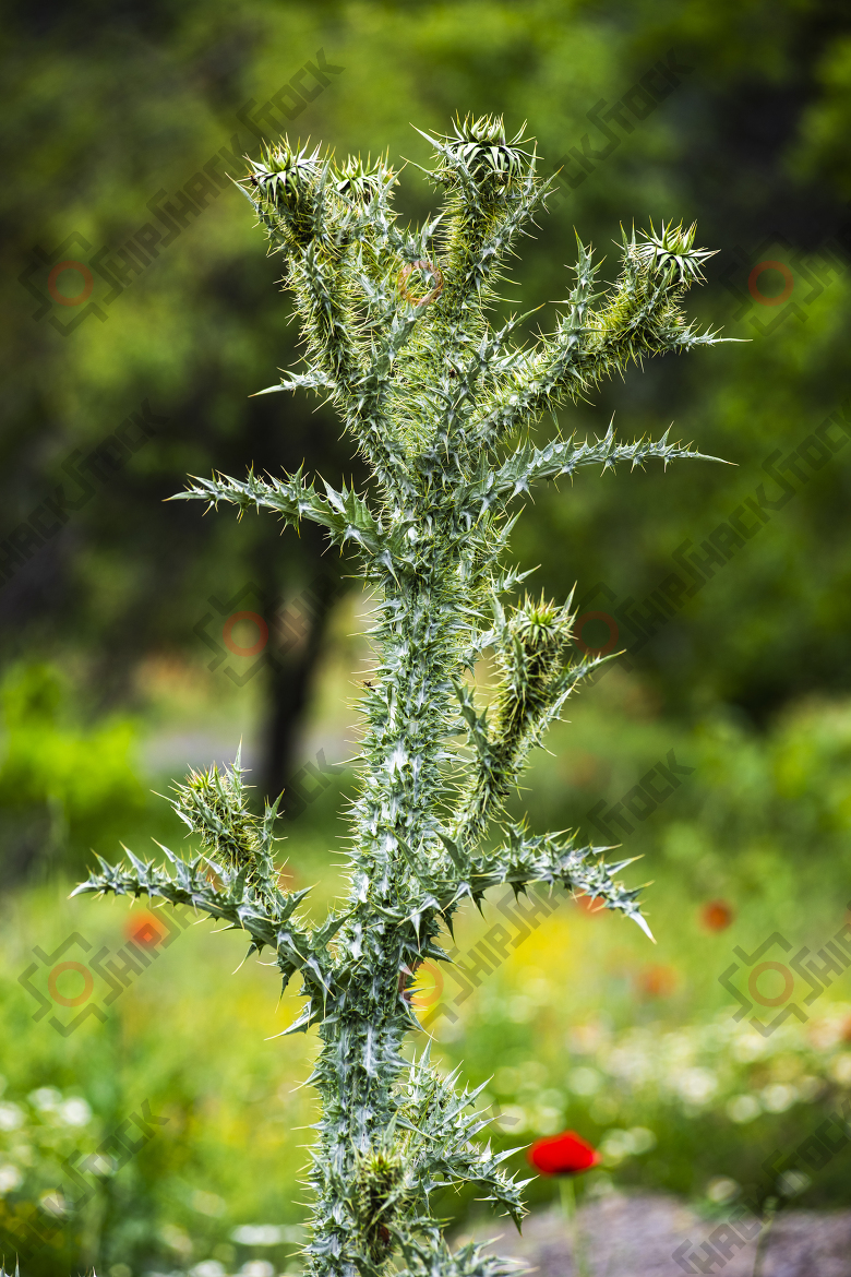 Close up at Thistle flower