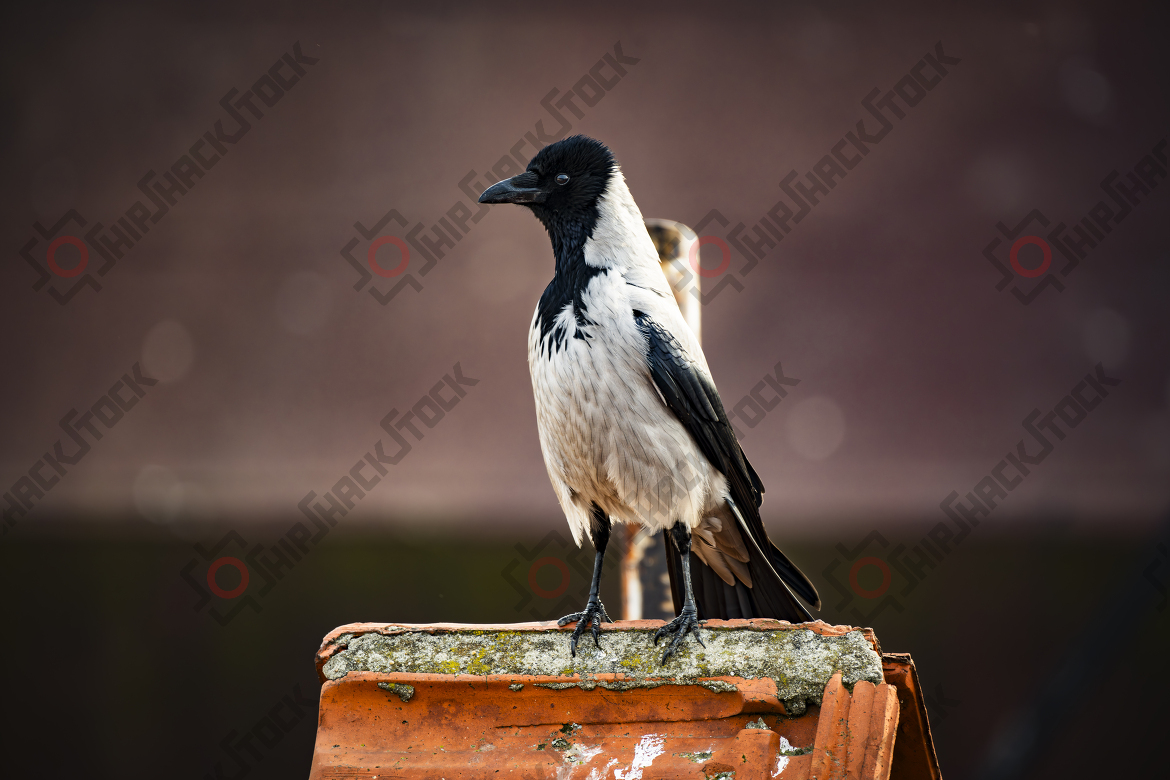 Crow on the chimney
