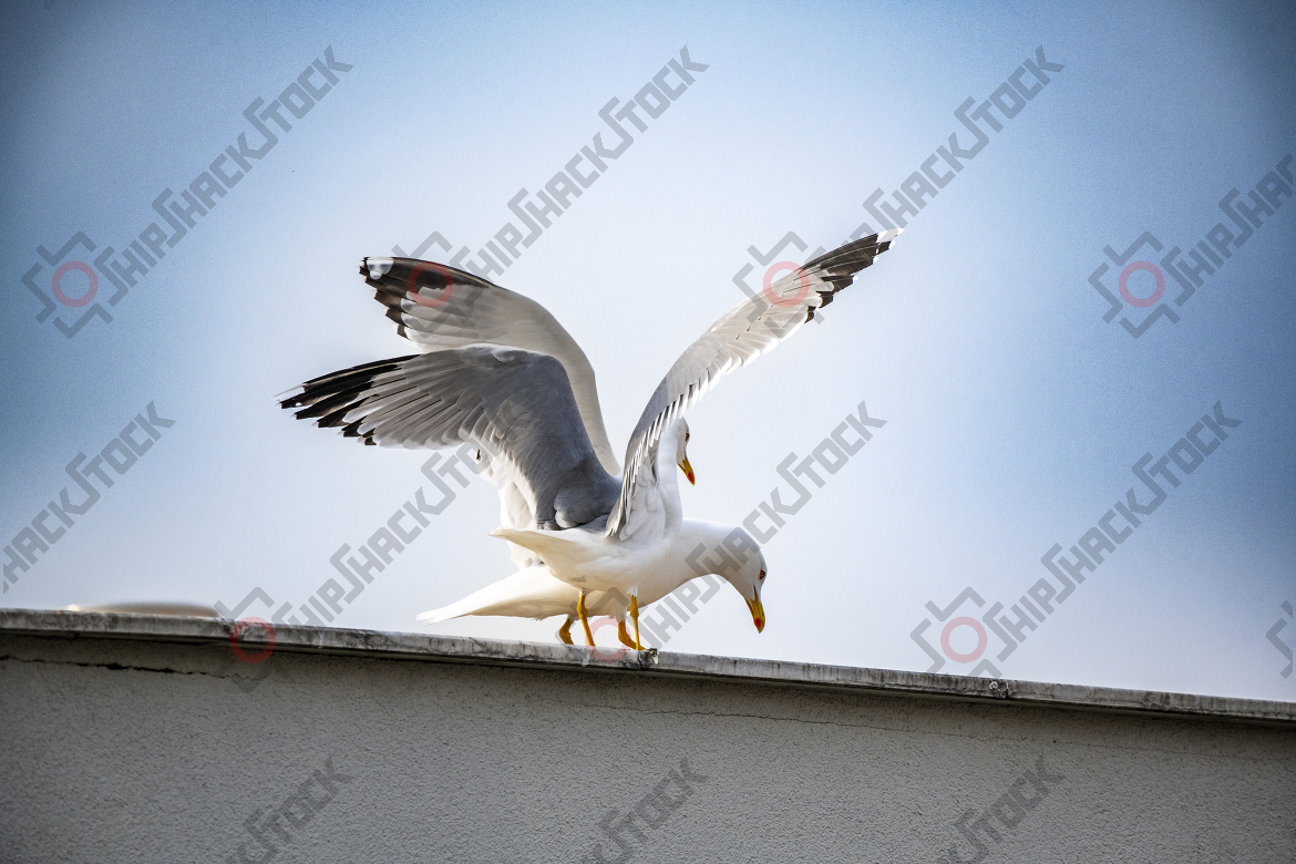 Seagulls on the roof