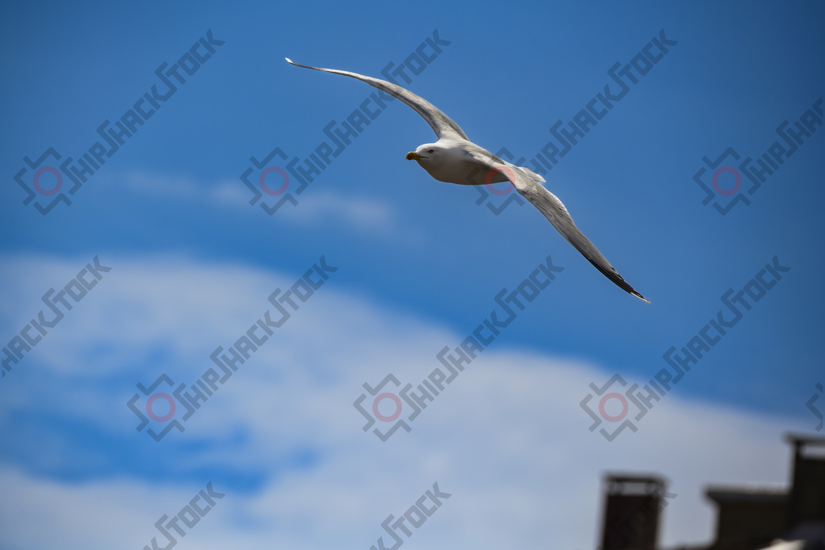 Seagull floating in the air