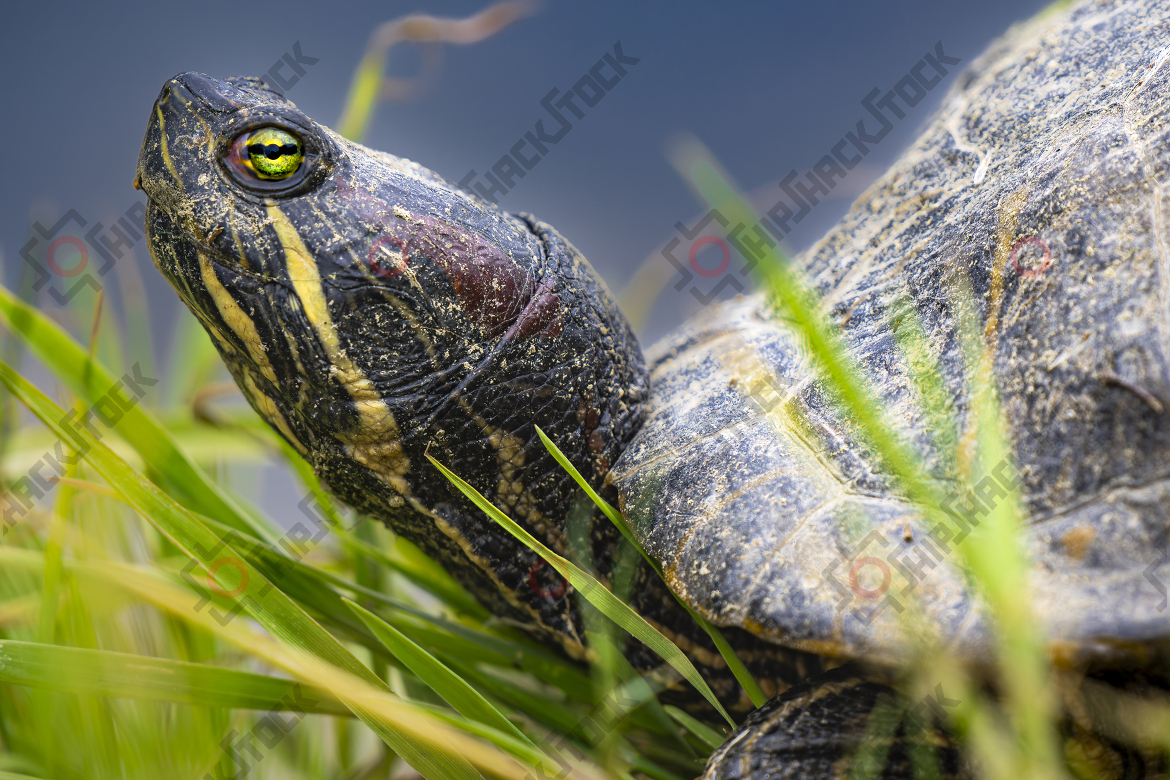 Close-Up of Tortoise