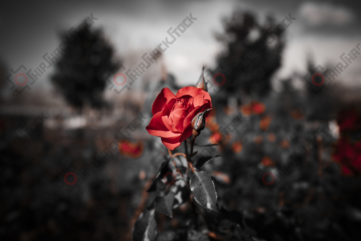 Red rose in winter