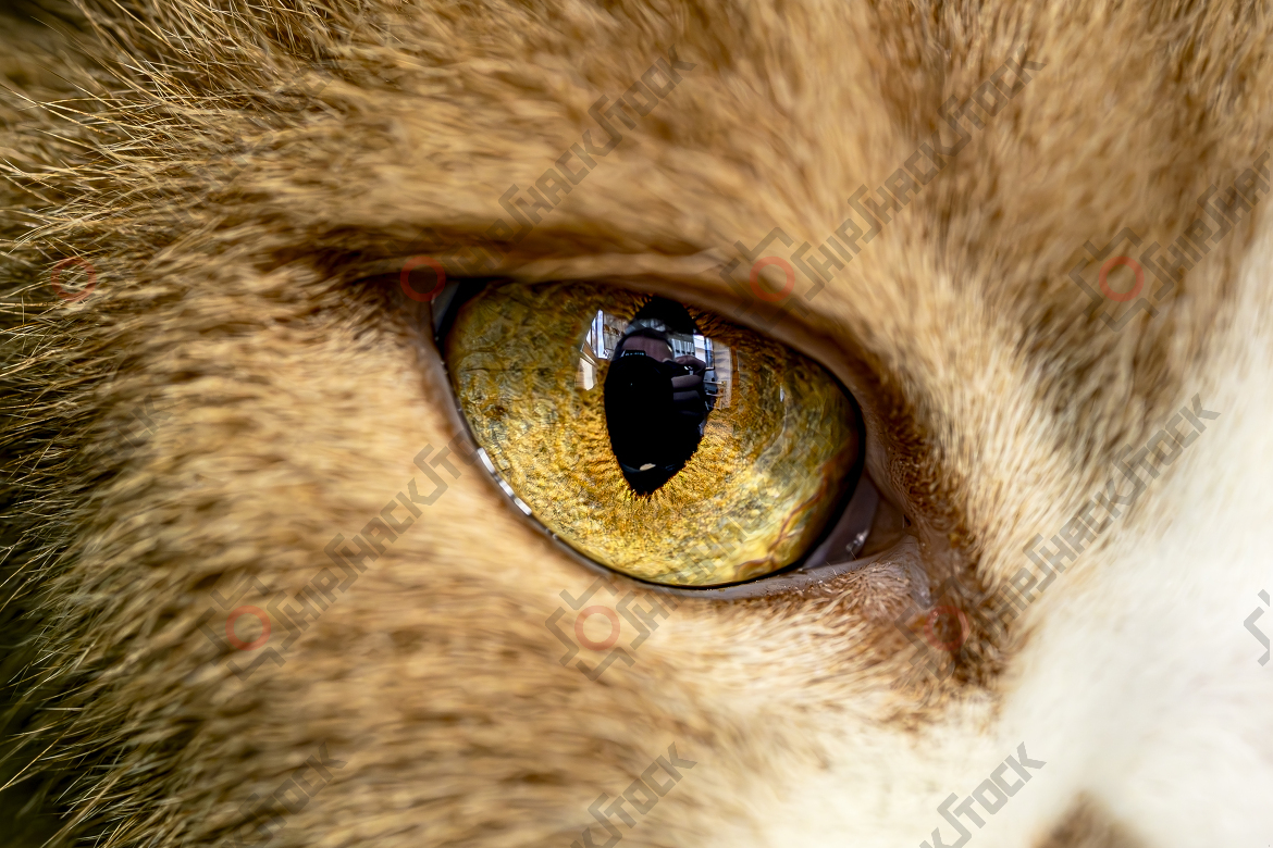 Close-up at cat eye