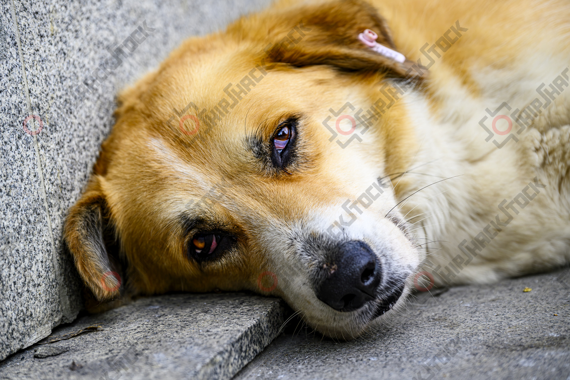 Street dog lying on the ground