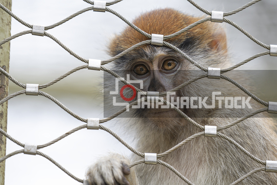Close up at chimpanzee
